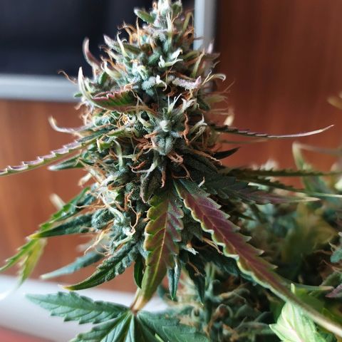 002 Crackuda 1 growlog timeline photo