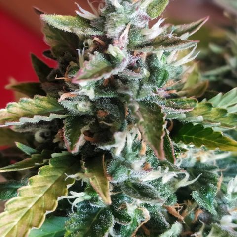 001 Lesada 1 growlog timeline photo