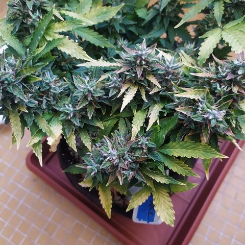 001 Lesada 1 growlog timeline photo