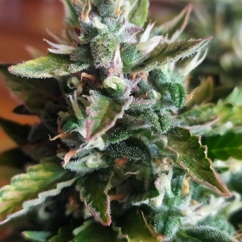 001 Lesada 1 growlog timeline photo