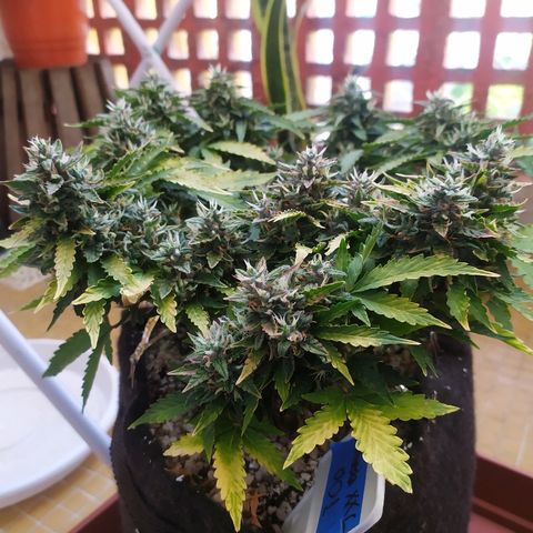 001 Lesada 1 growlog timeline photo