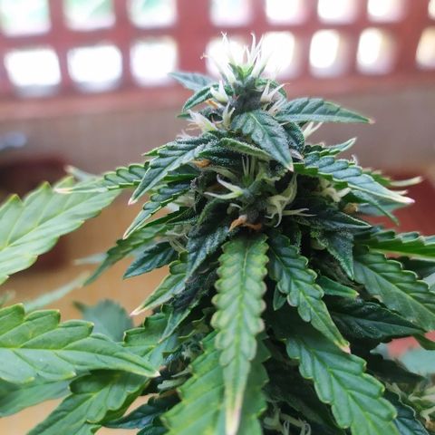 001 Lesada 1 growlog timeline photo