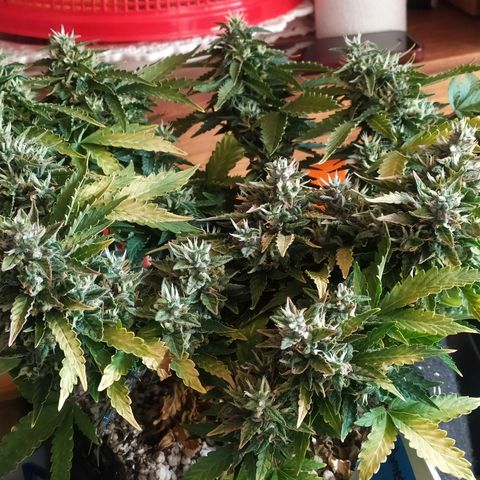 001 Lesada 1 growlog timeline photo