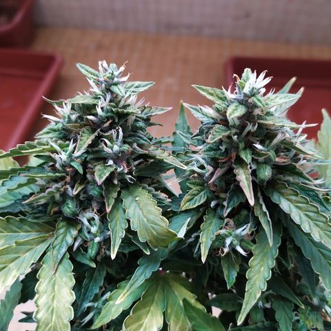 001 Lesada 1 growlog timeline photo