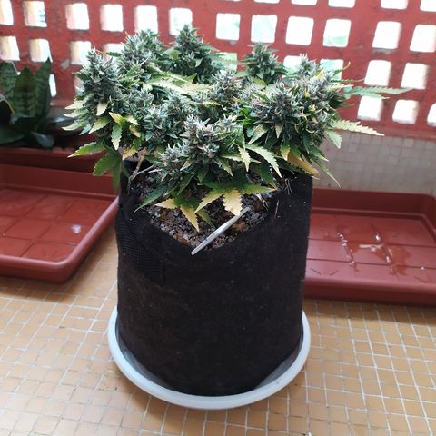 001 Lesada 1 growlog timeline photo