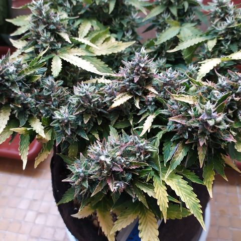 001 Lesada 1 growlog timeline photo