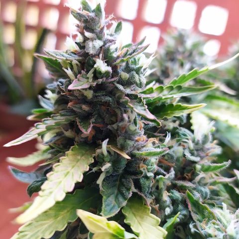 001 Lesada 1 growlog timeline photo