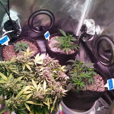 001 Lesada 1 growlog timeline photo