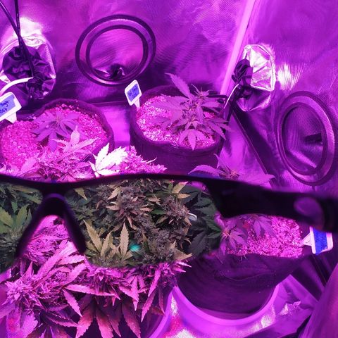 001 Lesada 1 growlog timeline photo