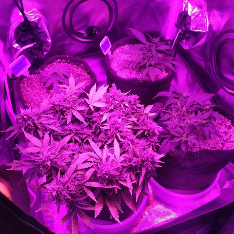 001 Lesada 1 growlog timeline photo