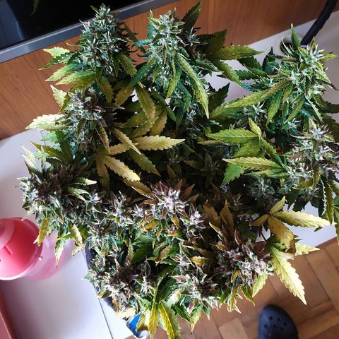 001 Lesada 1 growlog timeline photo