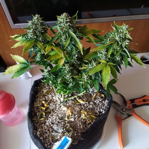 001 Lesada 1 growlog timeline photo