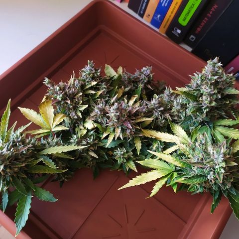 001 Lesada 1 growlog timeline photo