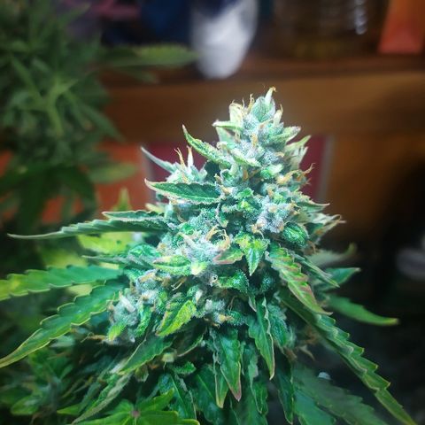 001 Lesada 1 growlog timeline photo