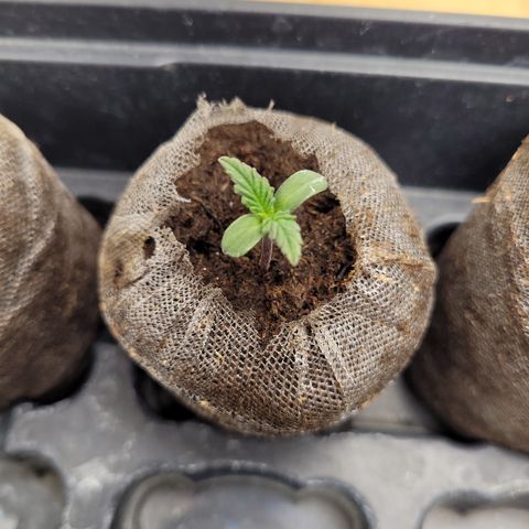 Big Devil 2 growlog timeline photo