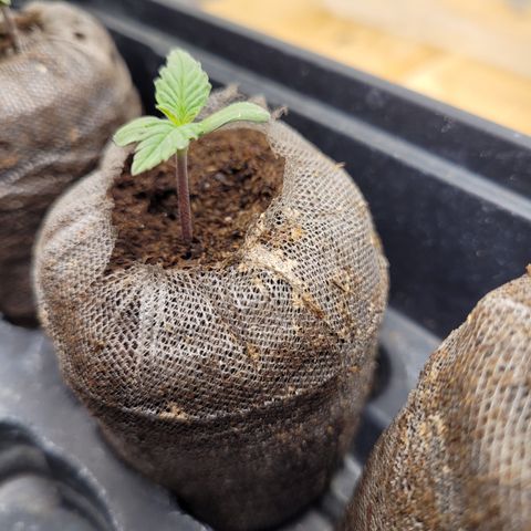 Big Devil 2 growlog timeline photo