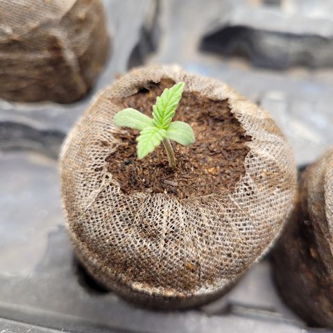 Big Bud 2 growlog timeline photo