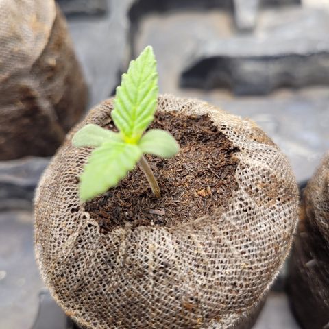 Big Bud 2 growlog timeline photo