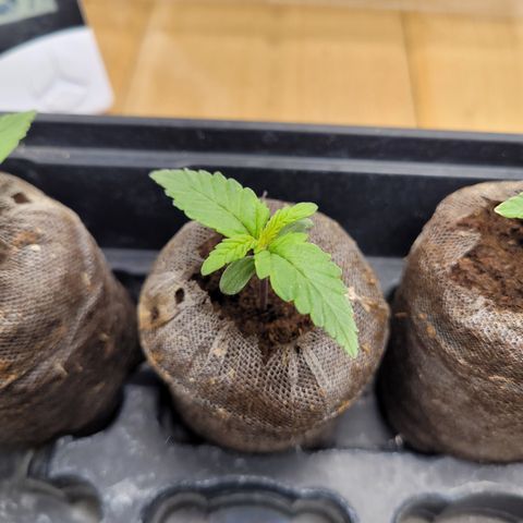 Big Devil 2 growlog timeline photo