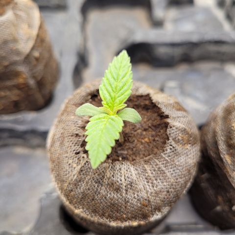 Big Bud 2 growlog timeline photo