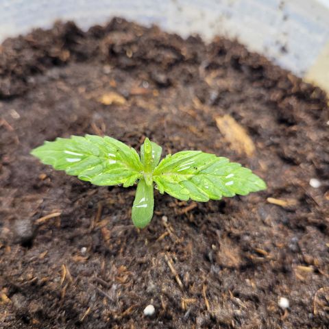 Big Bud 2 growlog timeline photo