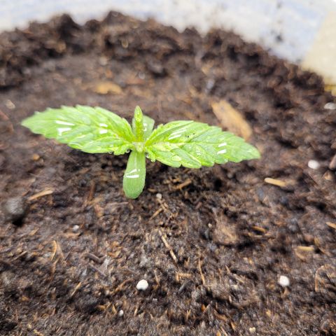 Big Bud 2 growlog timeline photo