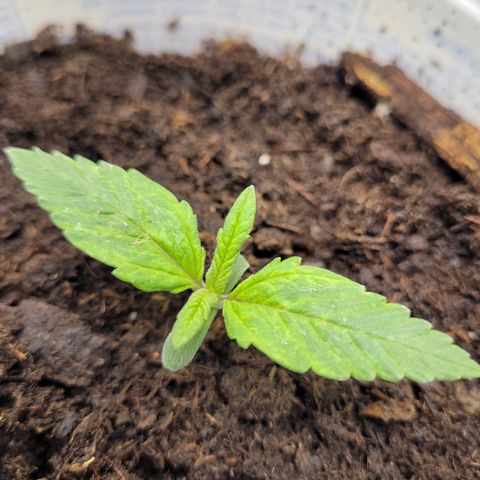 Big Bud 2 growlog timeline photo