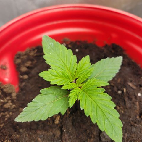 Big Devil 2 growlog timeline photo