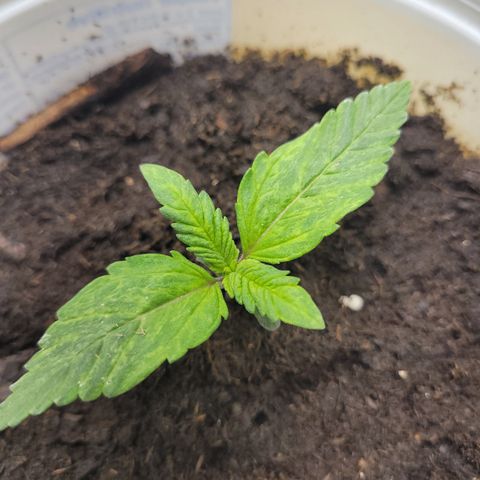 Big Bud 2 growlog timeline photo