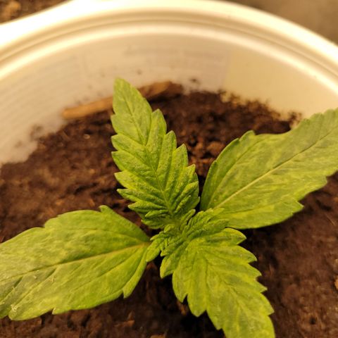 Big Bud 2 growlog timeline photo