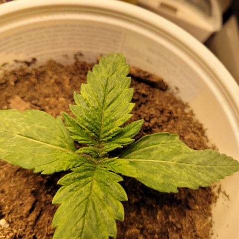 Big Bud 2 growlog timeline photo