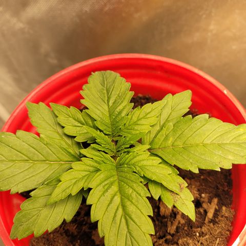 Big Devil 2 growlog timeline photo