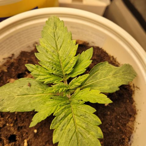 Big Bud 2 growlog timeline photo
