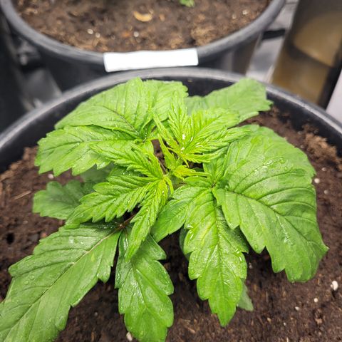Big Devil 2 growlog timeline photo