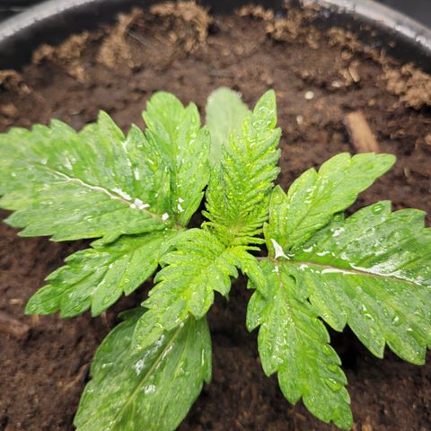 Big Bud 2 growlog timeline photo