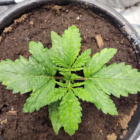 Big Bud 2 growlog timeline photo