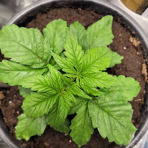 Big Devil 2 growlog timeline photo