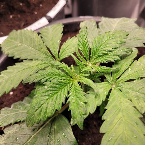 Big Bud 2 growlog timeline photo