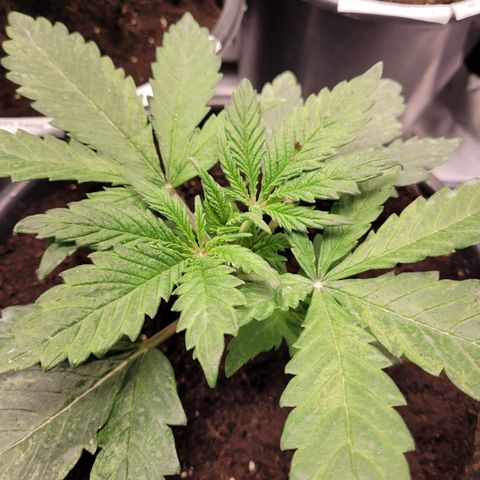 Big Bud 2 growlog timeline photo