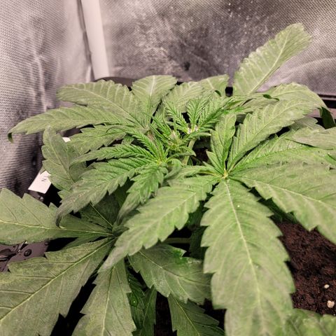 Big Bud 2 growlog timeline photo