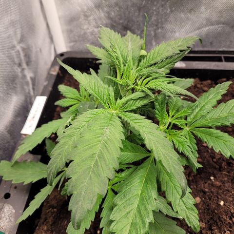 Big Bud 2 growlog timeline photo