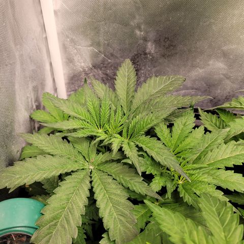 Big Bud 2 growlog timeline photo