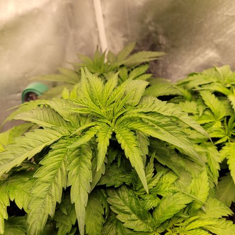 Big Devil 2 growlog timeline photo
