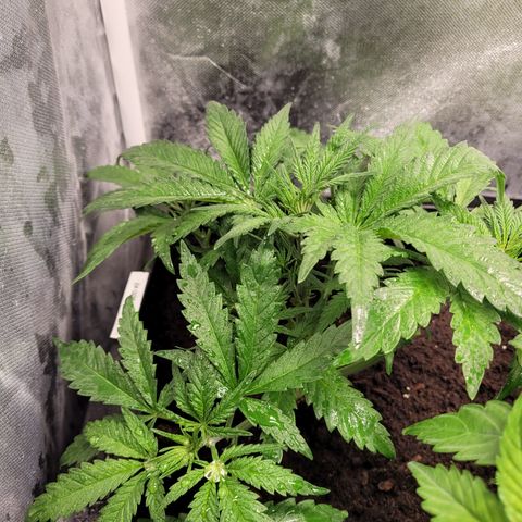 Big Bud 2 growlog timeline photo