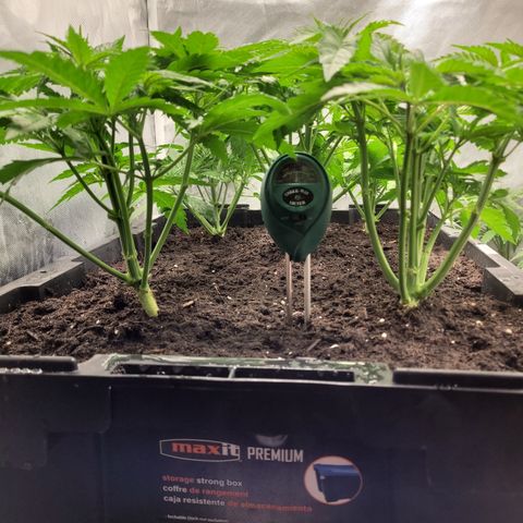 Big Devil 2 growlog timeline photo