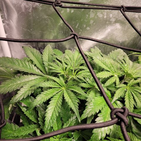 Big Bud 2 growlog timeline photo