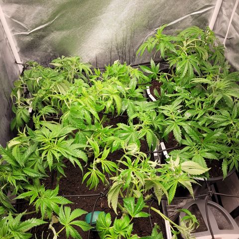 Big Devil 2 growlog photo: Freshly trimmed