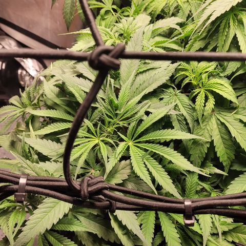 Big Bud 2 growlog timeline photo