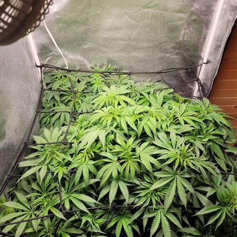 Big Devil 2 growlog timeline photo