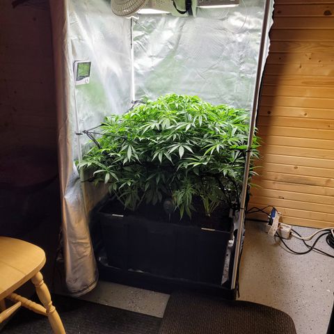 Big Devil 2 growlog timeline photo